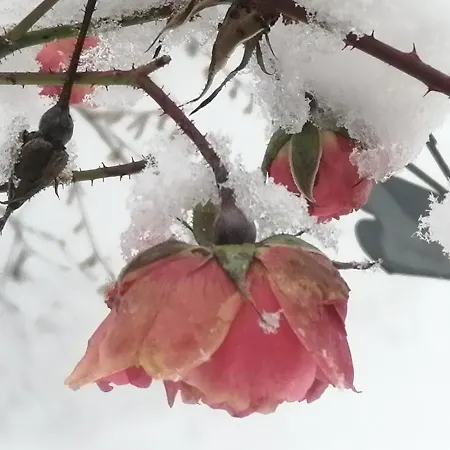 Casa de Férias Bluetenstoeckl *